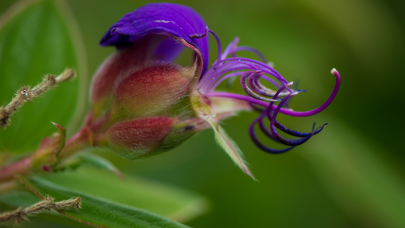 фиолетовый, цветок