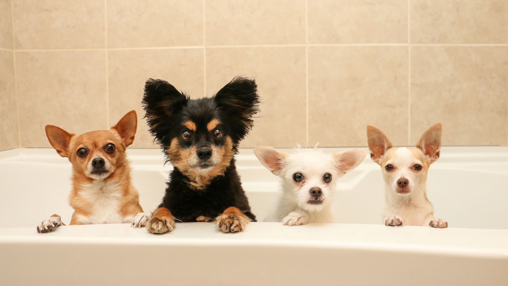 ванна, собаки, квартет, банный день