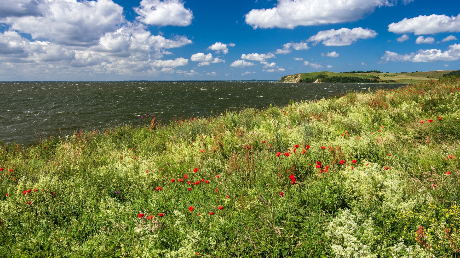 облака, горизонт, небо, солнце, маки, море, побережье, германия, трава, цветы