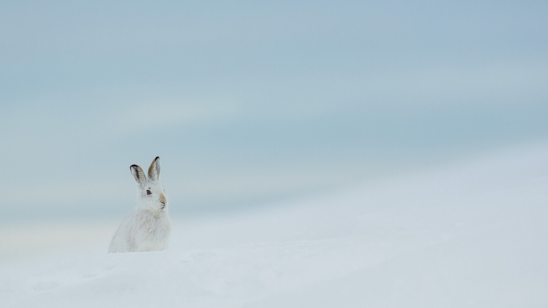 заяц, зима, природа