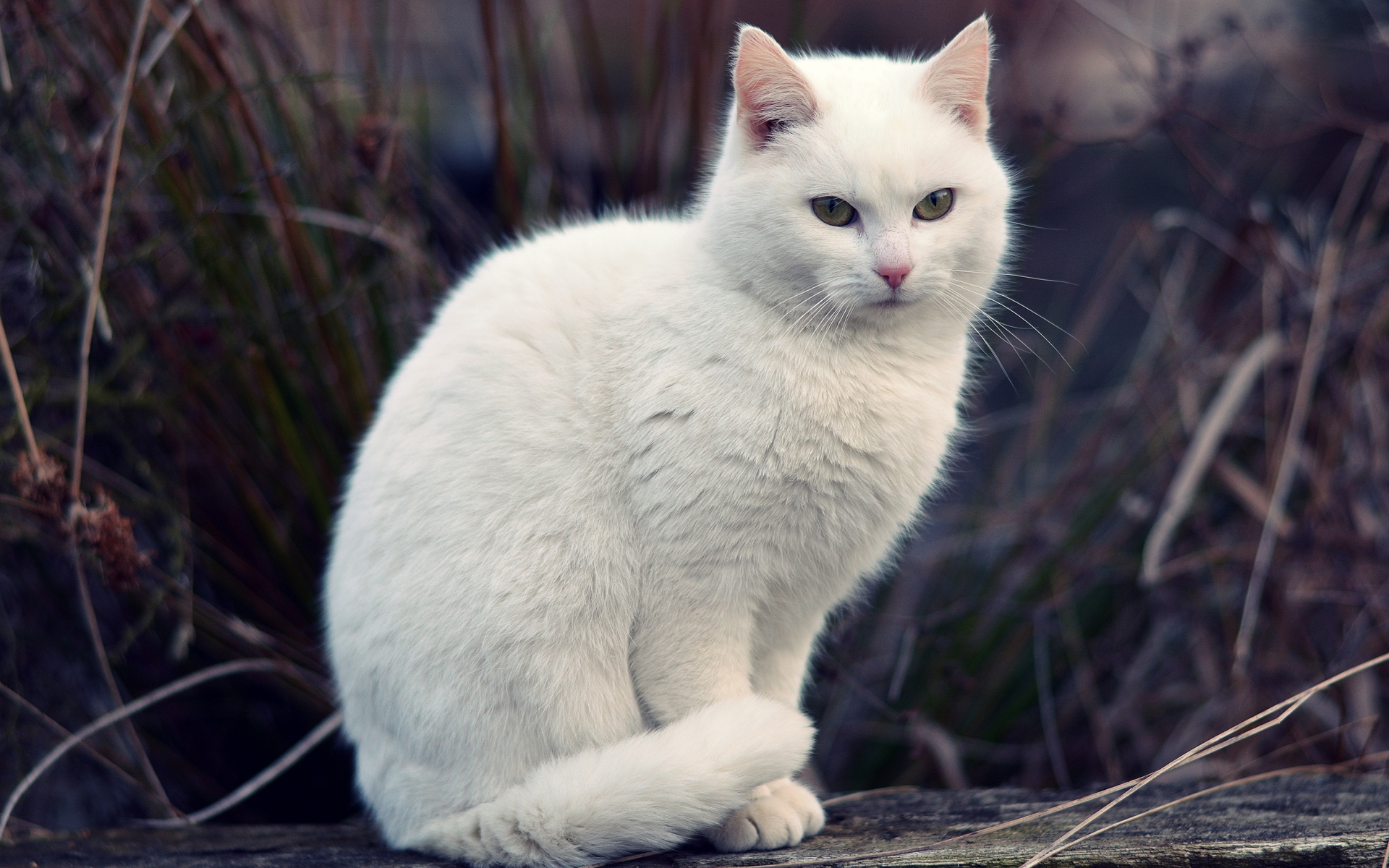 кот, трава, белый, кошка, боке