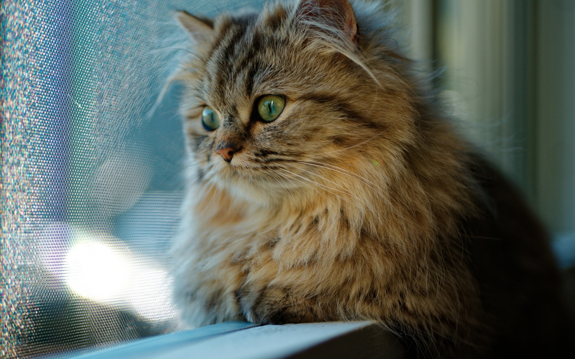 кот, окно, взгляд, кошка