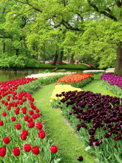 тюльпаны, деревья, разноцветные, парк