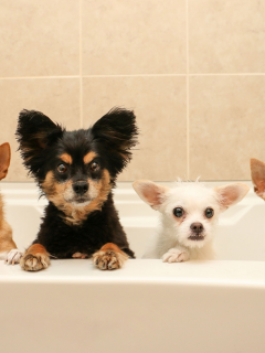 ванна, собаки, квартет, банный день