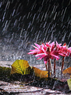 цветы, озеро, водяные лилии, дождь