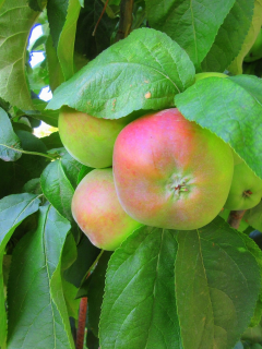 яблоки, плоды