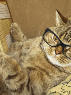 кот, читает, юмор, умный, журнал, подушка, лежит, креатив, очки