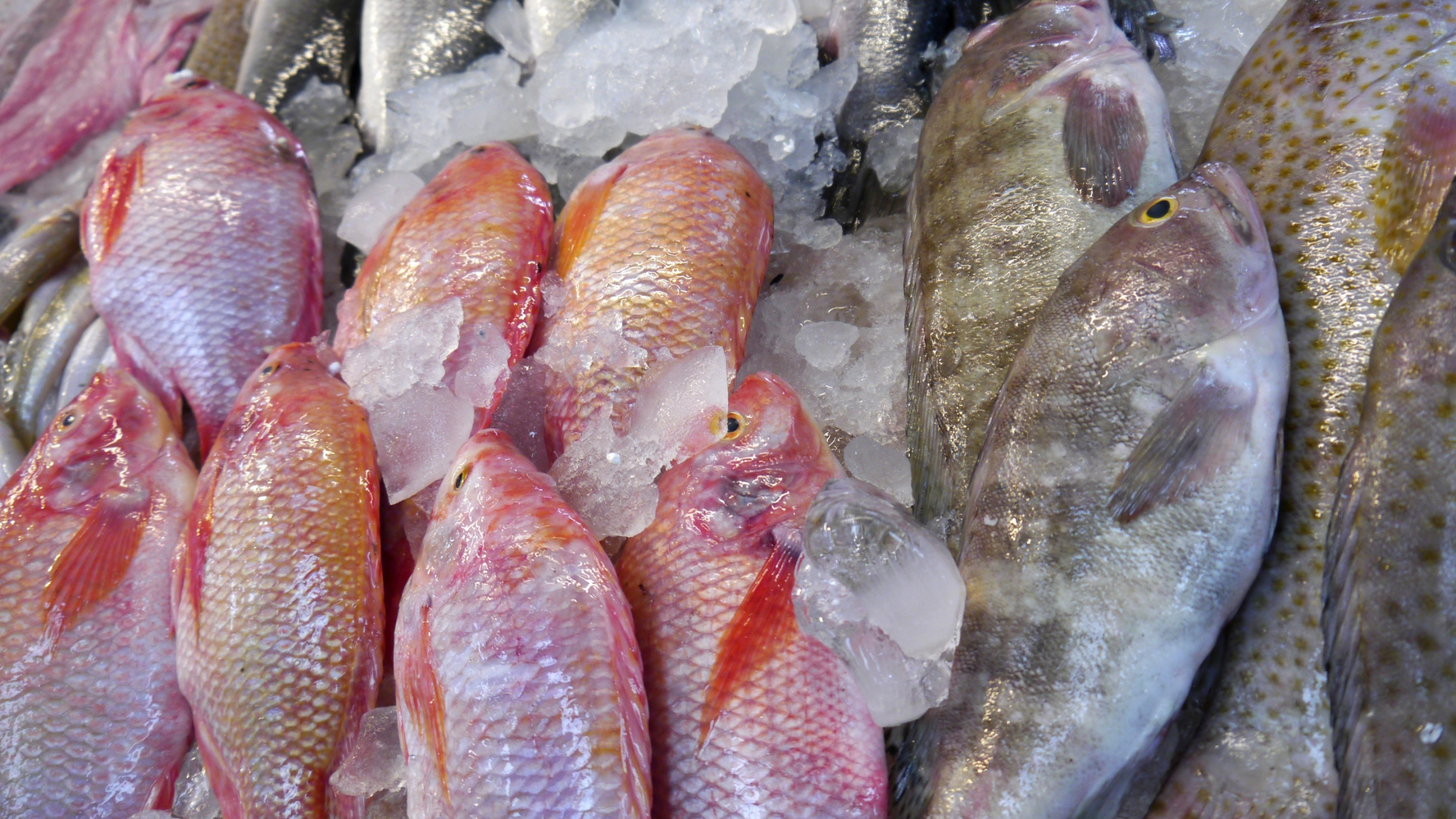 seafood, ice, fish