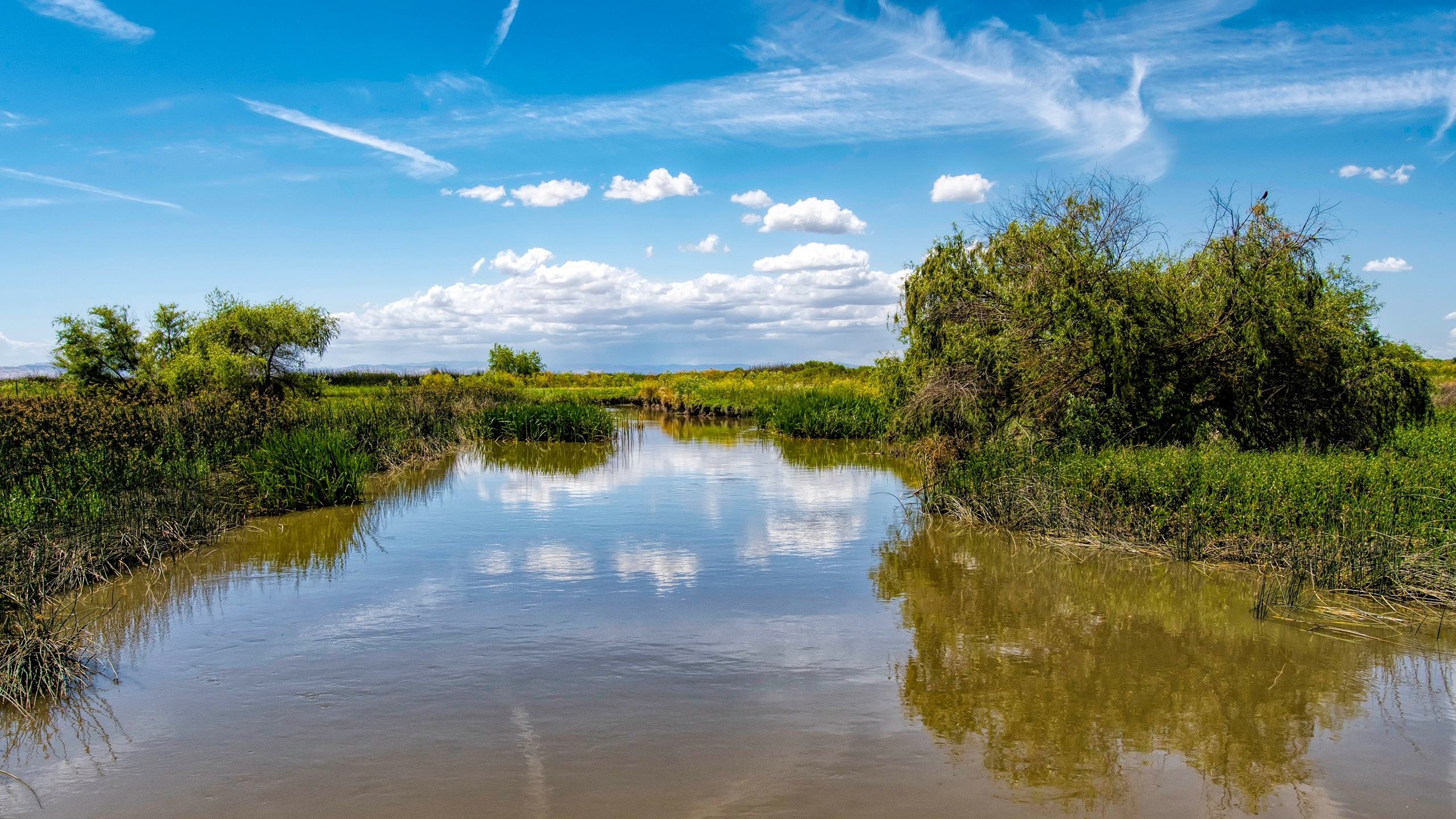 трава, небо, солнце, зелень, водоём, кусты