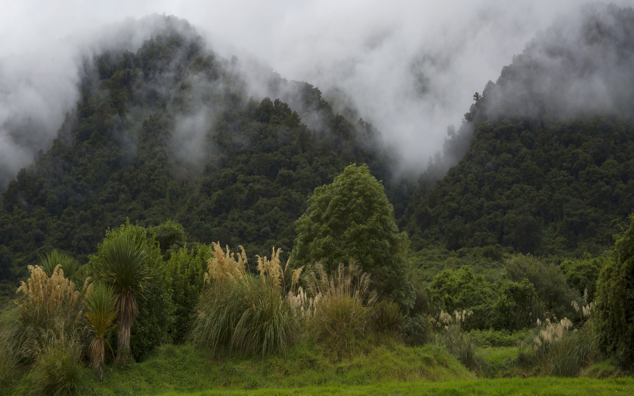новая зеландия, горы, туман, деревья, кусты, лес