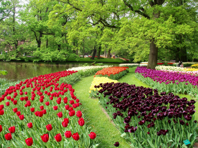тюльпаны, деревья, разноцветные, парк