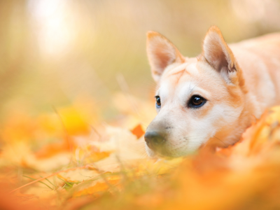 собака, животное, природа, пёс, морда, осень, листья