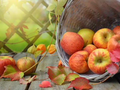 яблоки, корзина, физалис, фрукты, доски, листья, ветки, плоды