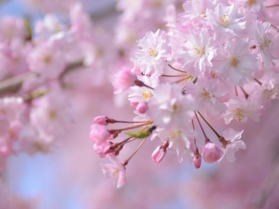 сакура, цветы, нежность