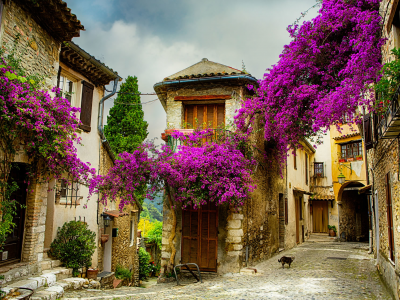 provence, france, travel, flowers