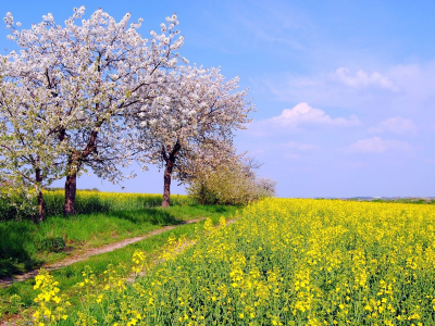 весна, дорожка, трава, небо, солнце, желтые, поле, цветение, деревья, цветы