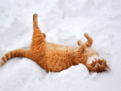 кошка, лежит, снег, зима, природа, рыжий, лапы, кот