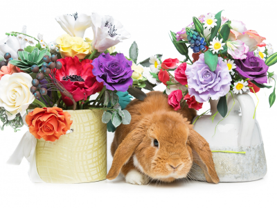rabbit, happy, кролик, eggs, spring, flowers, цветы