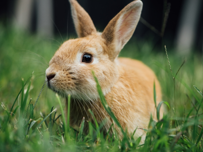 ушки, трава, кролик