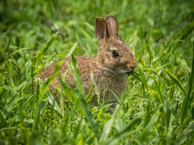 кролик, уши, трава