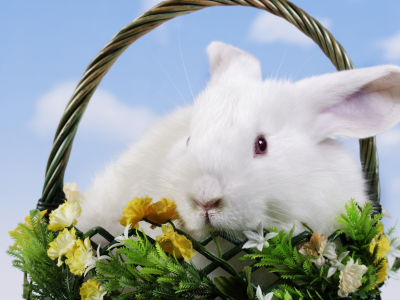 пасха, easter, корзина, кролик, цветы