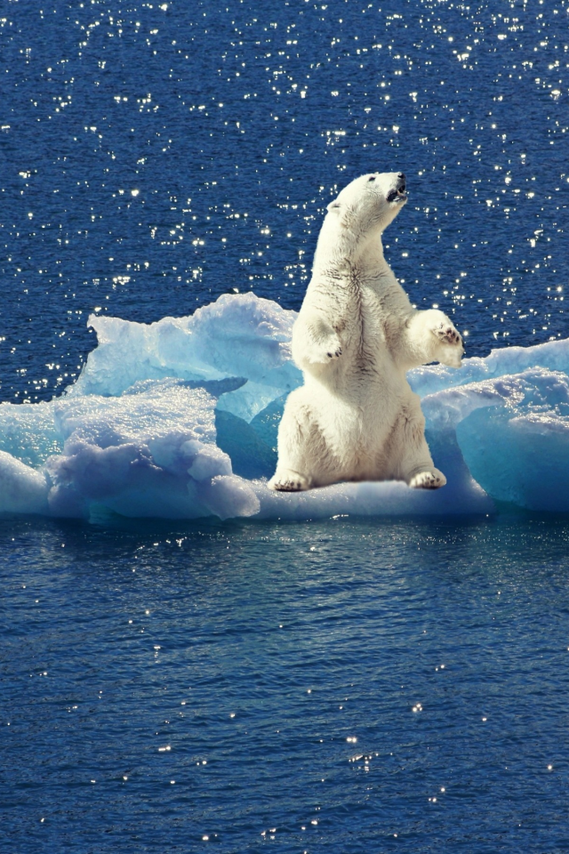 льдина, белый медведь, полярный медведь, вода