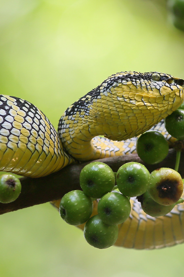 змея, плоды