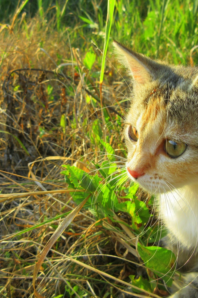 кошка, котёнок