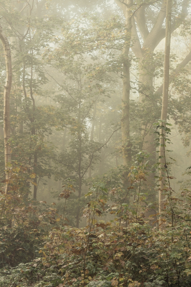 листья, лес, туман