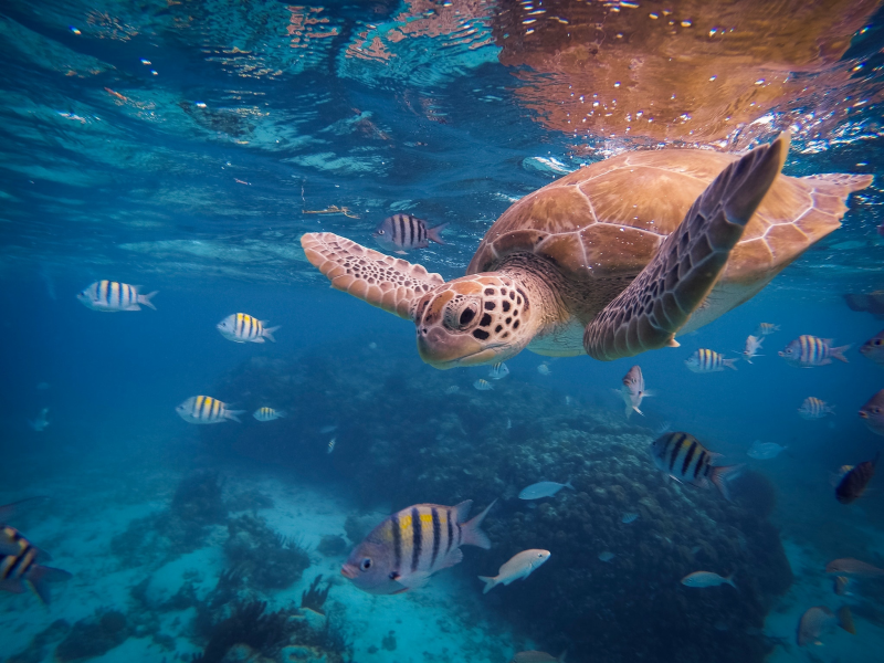 черепаха, под водой, рыбы, море, океан