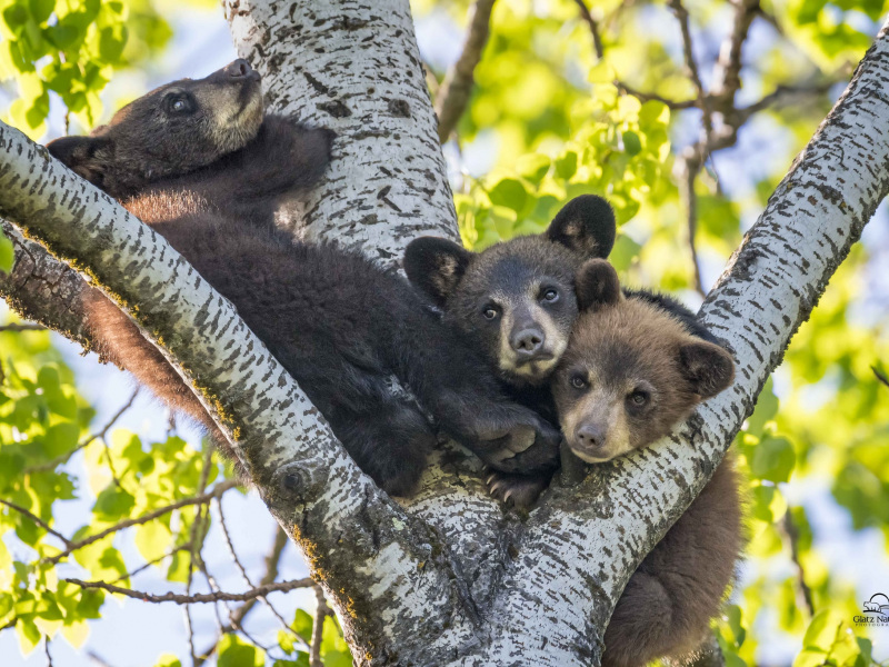 медвежата, малыши, трио, дерево
