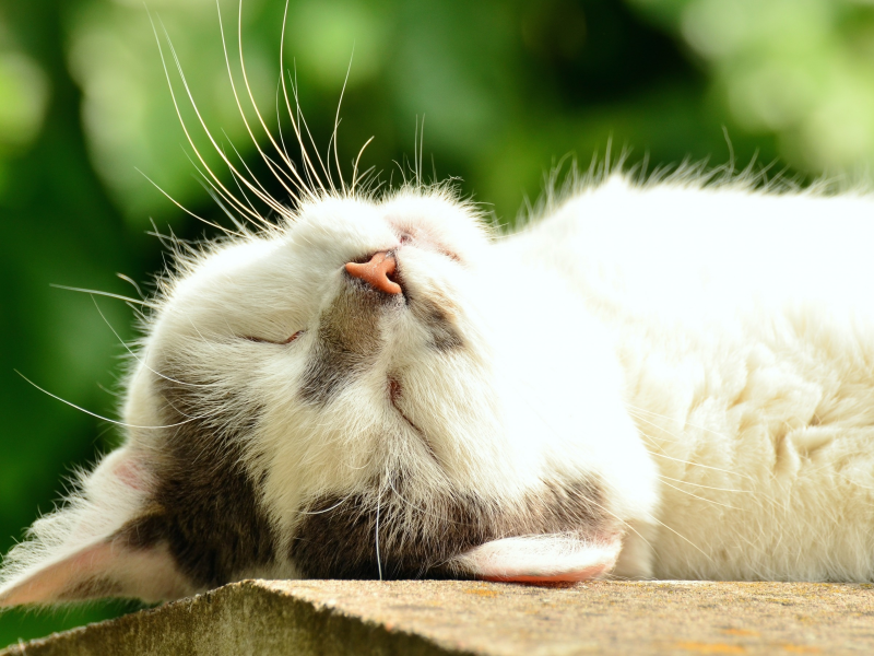 кот, солнце, лето, крупный план, спит, зелень, мордочка, боке, белый, лежит, кошка