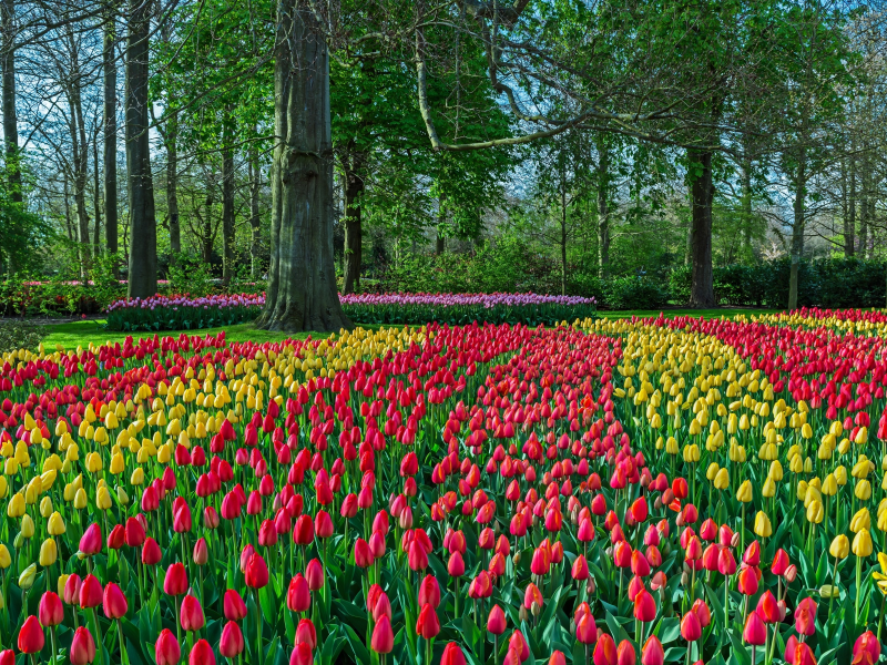 тюльпаны, tulips, красные