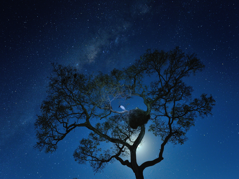 звёзды, ночь, гнездо, дерево