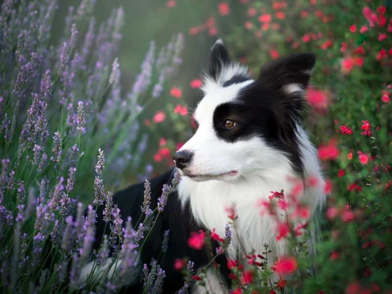 собака, лето, цветы