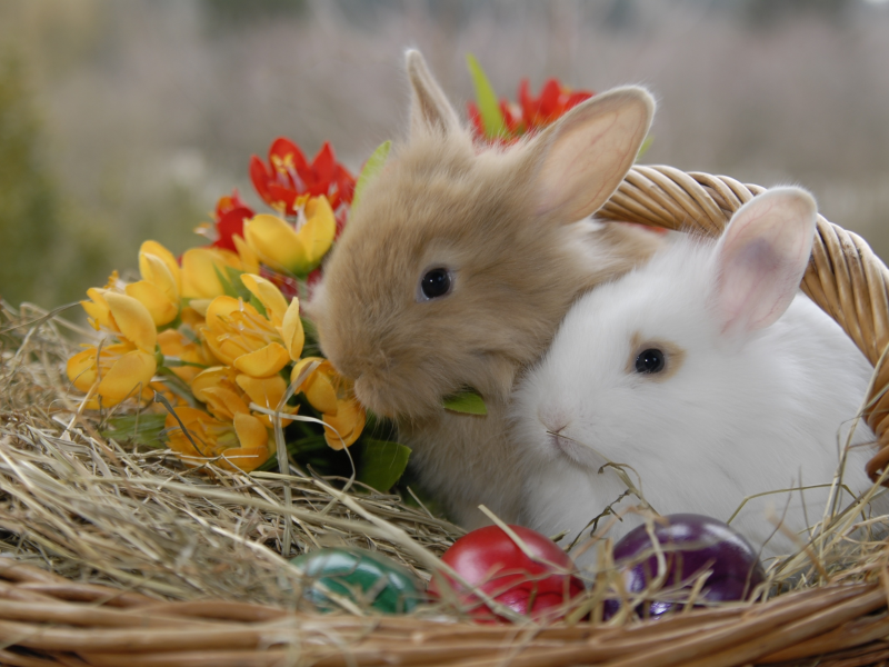 солома, кролики, крашенки, животные, цветы