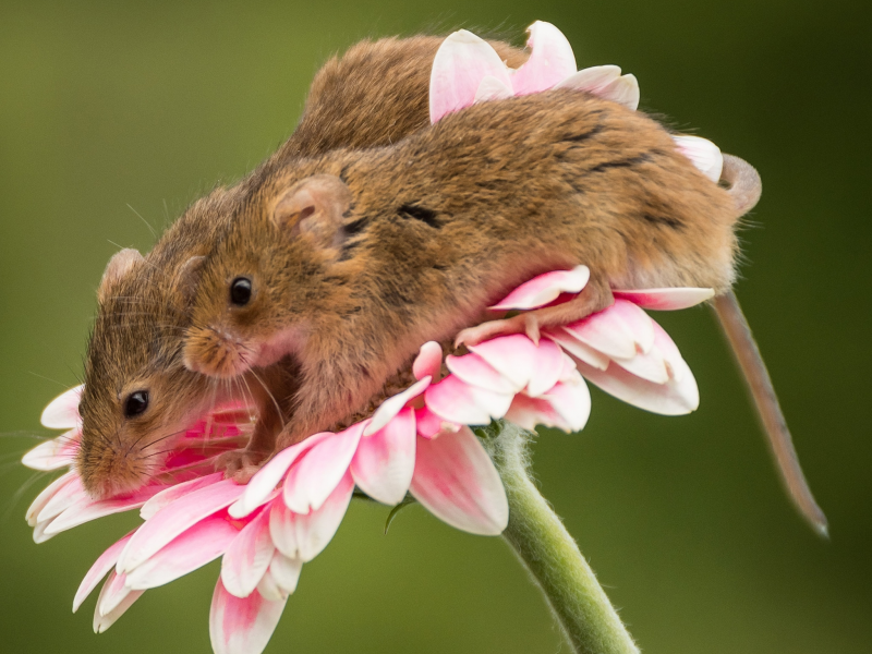 цветок, парочка, мышки, гербера