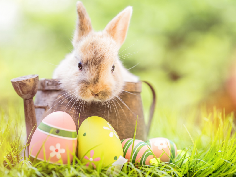 happy, кролик, яйца крашеные, flowers, spring, eggs, цветы
