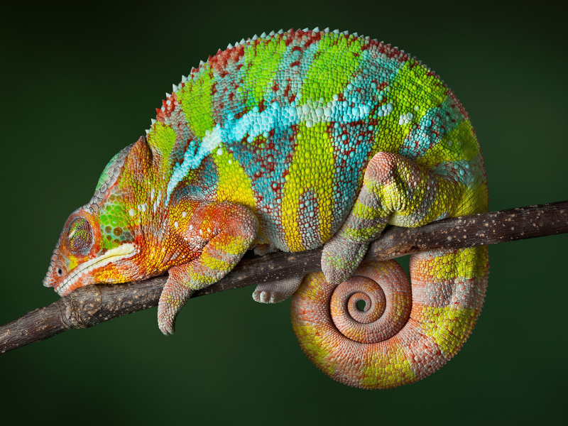reptile, hameleon, color changing