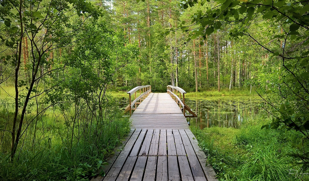 лес, мостик, forest, wooden, bridge, garden, path, rays, green, nature, landscapes, trees, forest, trail, woods, leaves, fence, sunrise, sun, summer, wide