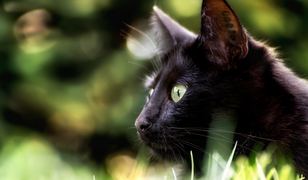 кошка, взгляд, мордочка, профиль, боке, чёрная кошка