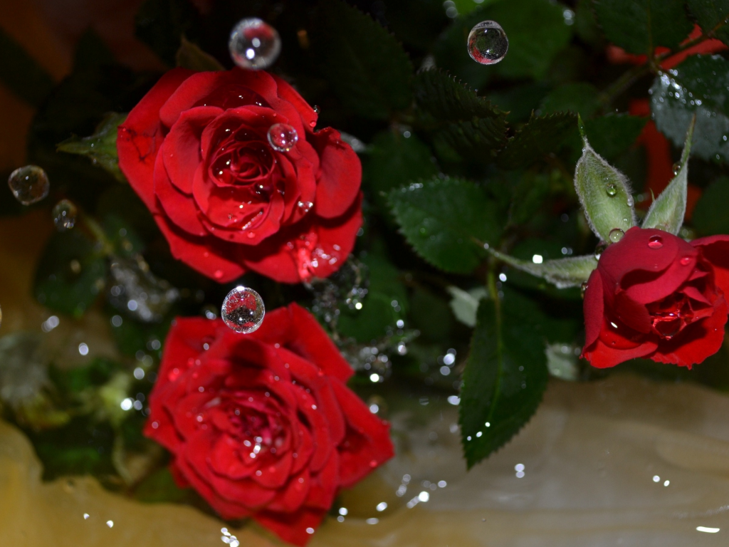 вода, капли, цветы, розы