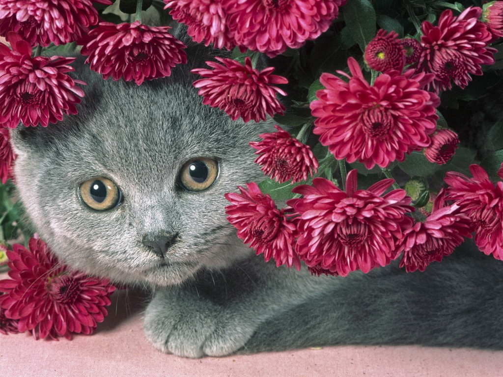 кот, цветы, серый, красивый, пухлый котик, сереневые