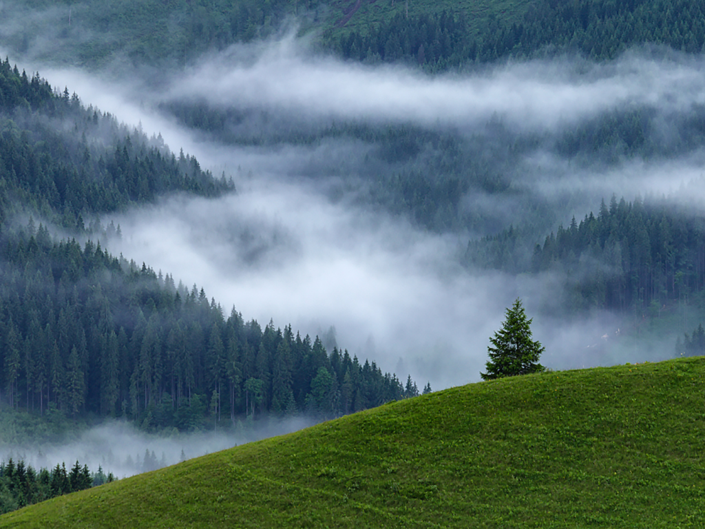 лес, гора, туман, fog, forest, mount, path, rays, green, nature, landscapes, trees, forest, trail, woods, leaves, fence, sunrise, see, dark, summer, alexey argentum, wide