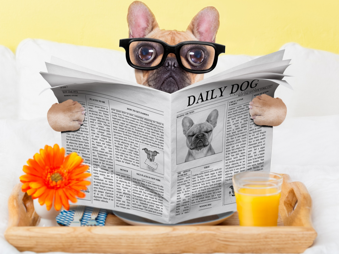 стакан, собака, юмор, сок, очки, газета, окуляры