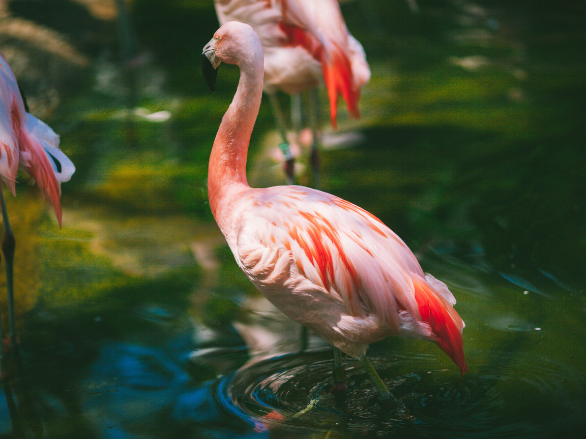 вода, розовый, перья, фламинго, ртица