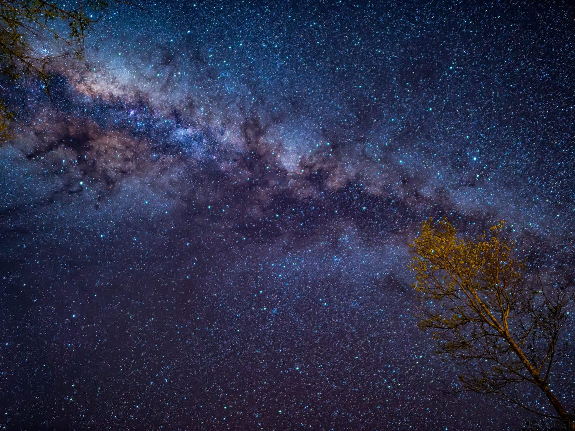 небо, ночь, дерево, звёздное небо