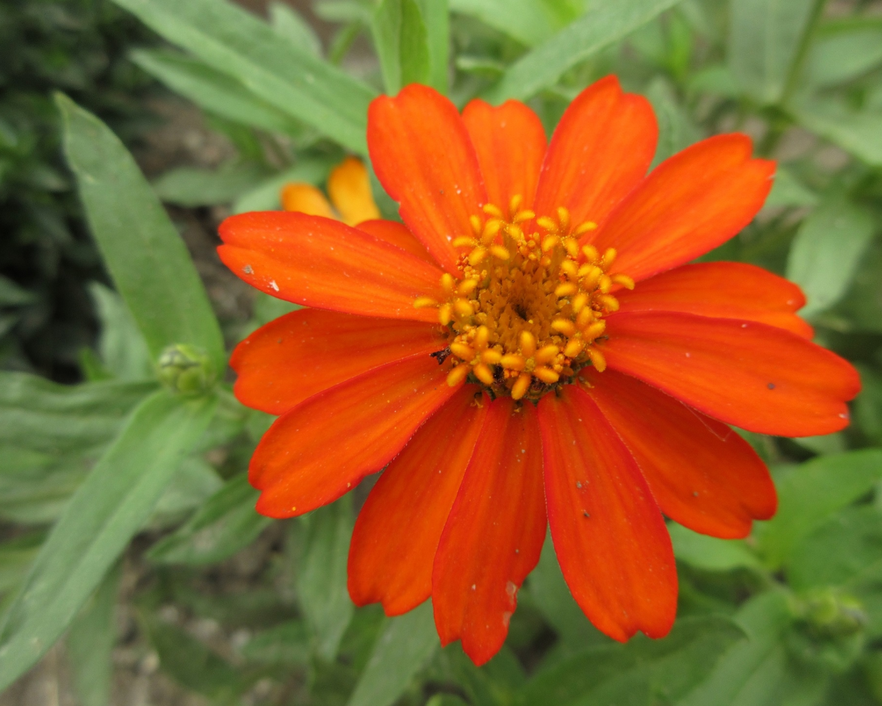 оранжевый, цветок