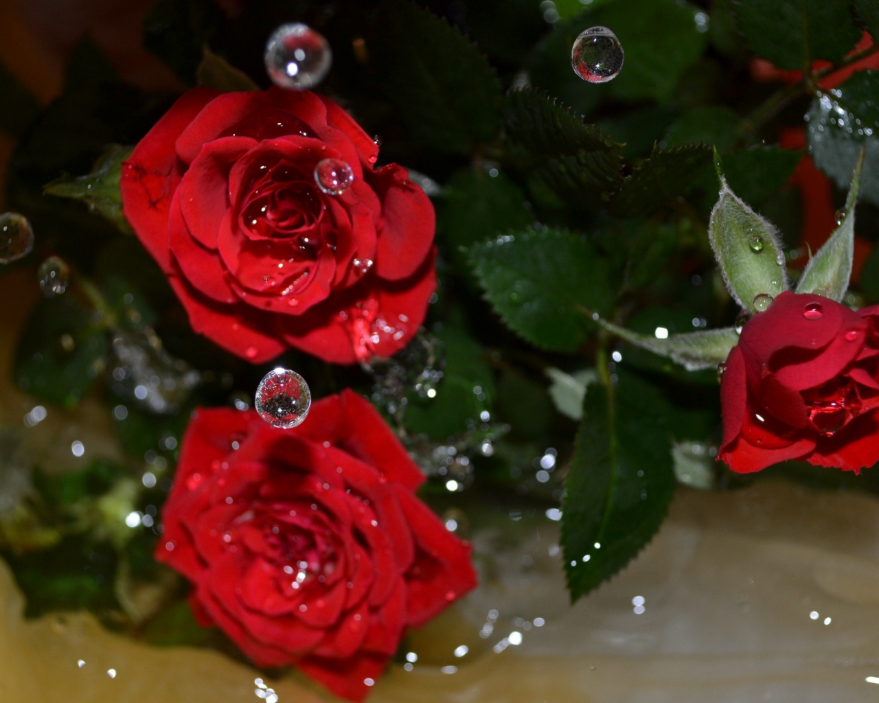вода, капли, цветы, розы