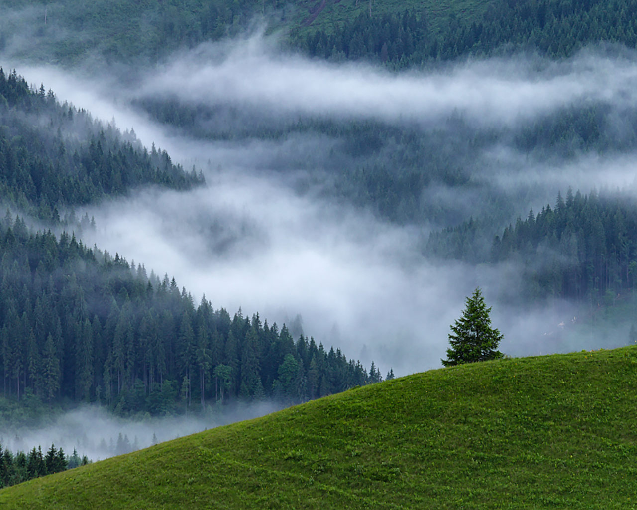 лес, гора, туман, fog, forest, mount, path, rays, green, nature, landscapes, trees, forest, trail, woods, leaves, fence, sunrise, see, dark, summer, alexey argentum, wide